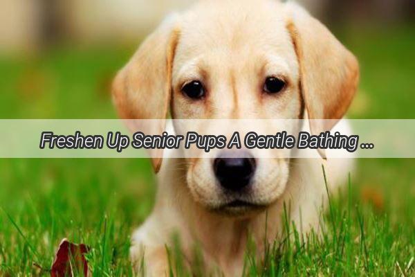 Freshen Up Senior Pups A Gentle Bathing Method with Urinary Pads